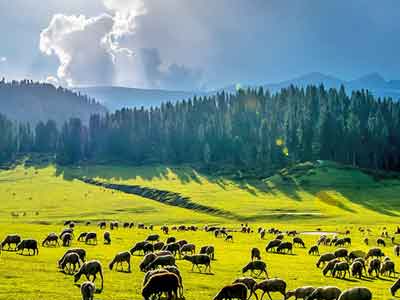 Kashmir Tour Packages - Kashmir Tour Operator - Holiday in Kashmir